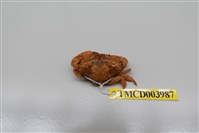 藏品(肉球皺蟹)的圖片